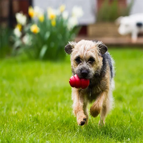 Kong® Classic Dog Toy