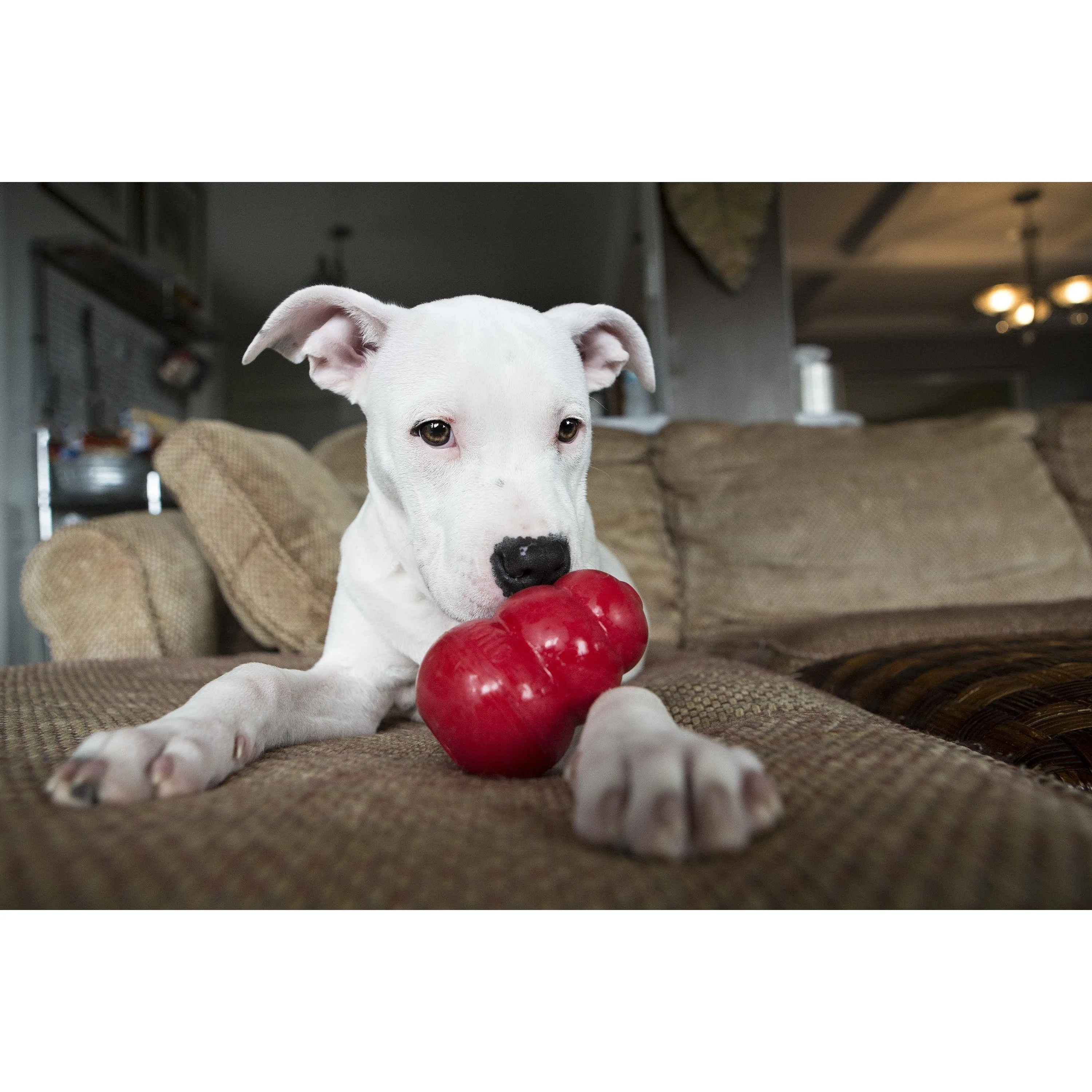KONG Classic Large Dog Toy {)_(}